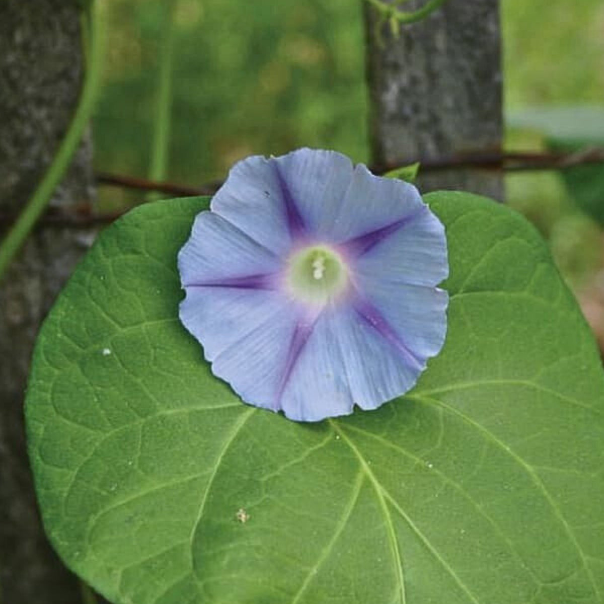 Blue Caprice Morning Glory Seeds - Climbing Vine, 30+ seeds