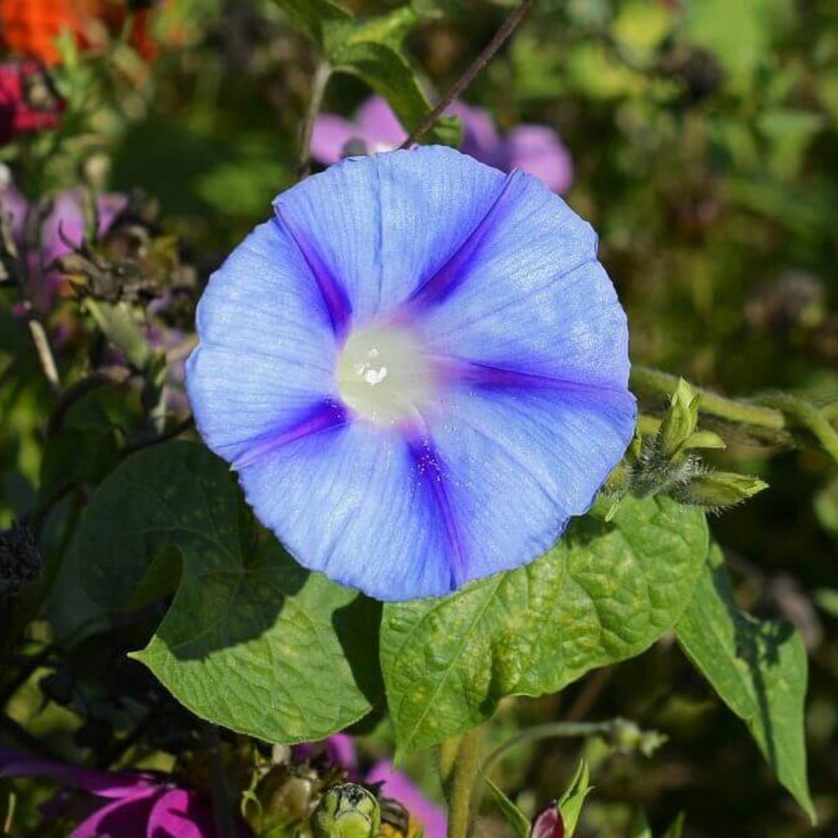 Blue Caprice Morning Glory Seeds - Climbing Vine, 30+ seeds