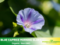 30+ Rare Seeds - Blue Caprice Morning Glory Seeds #F007