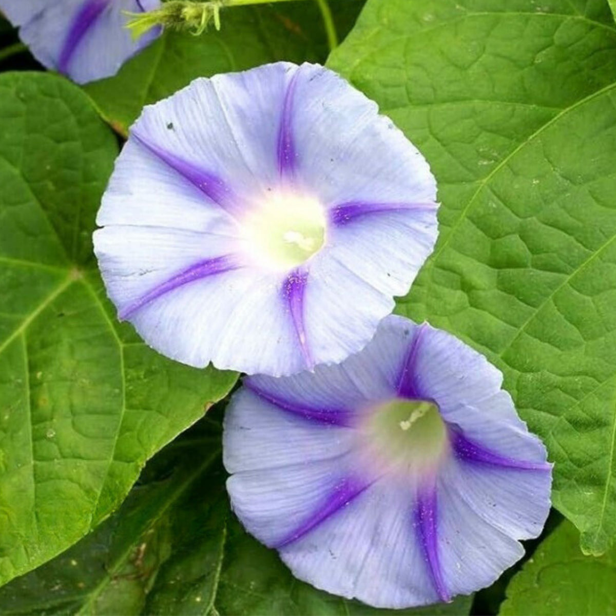 Blue Caprice Morning Glory Seeds - Climbing Vine, 30+ seeds