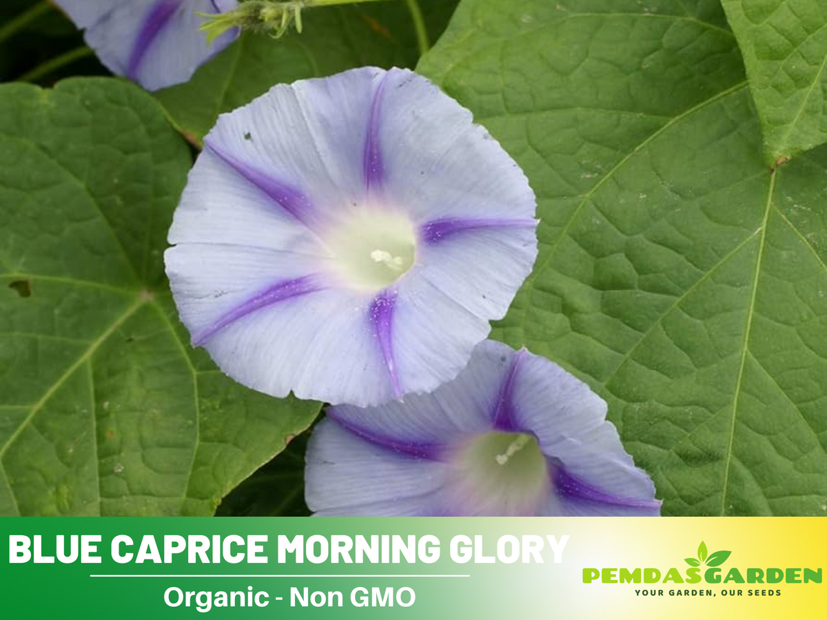 30+ Rare Seeds - Blue Caprice Morning Glory Seeds #F007