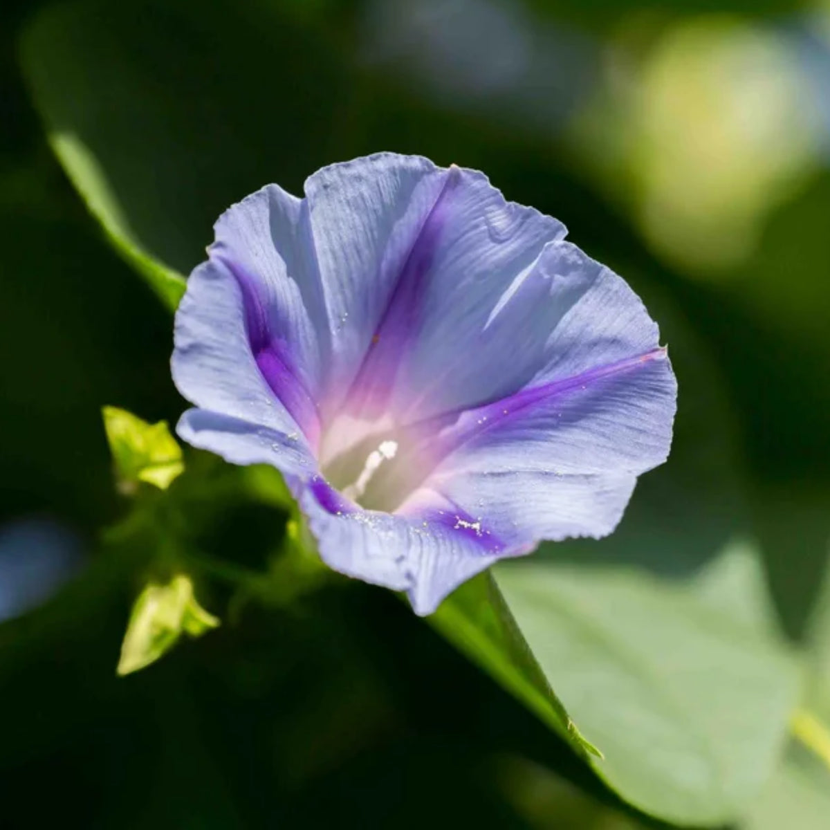 Blue Caprice Morning Glory Seeds - Climbing Vine, 30+ seeds