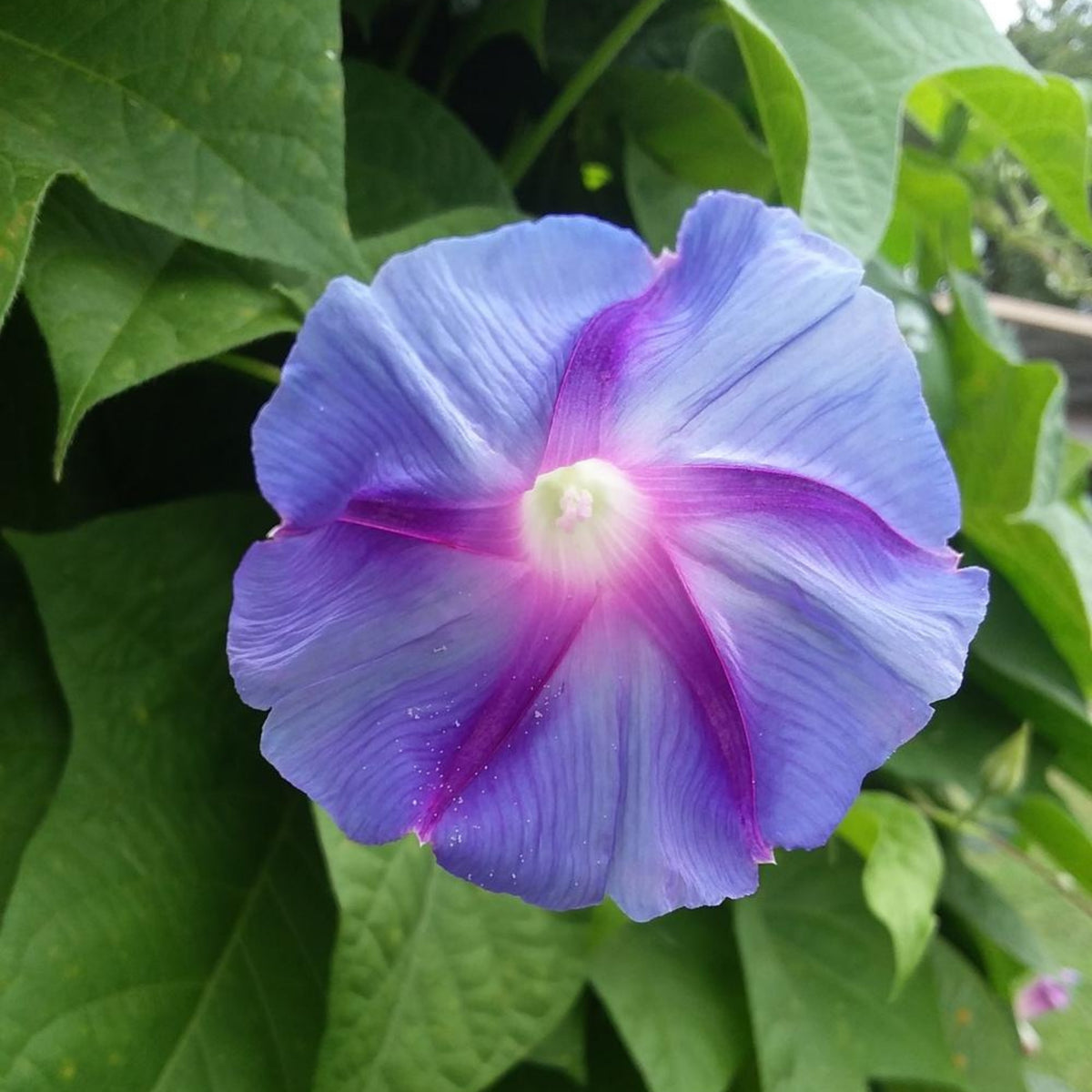 Blue Caprice Morning Glory Seeds - Climbing Vine, 30+ seeds