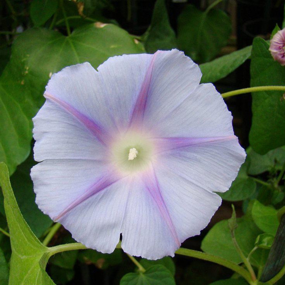 Blue Caprice Morning Glory Seeds - Climbing Vine, 30+ seeds