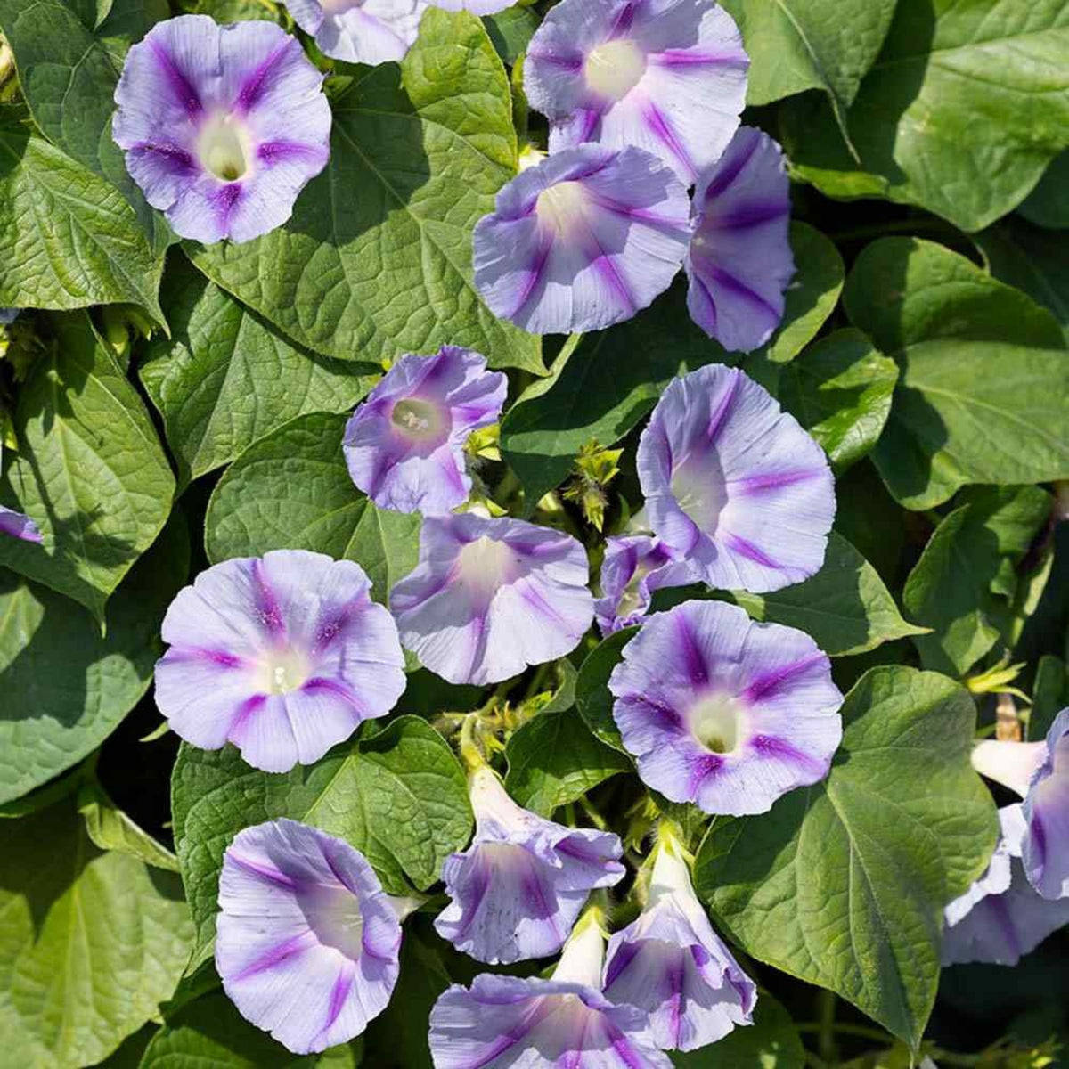 Blue Caprice Morning Glory Seeds - Climbing Vine, 30+ seeds