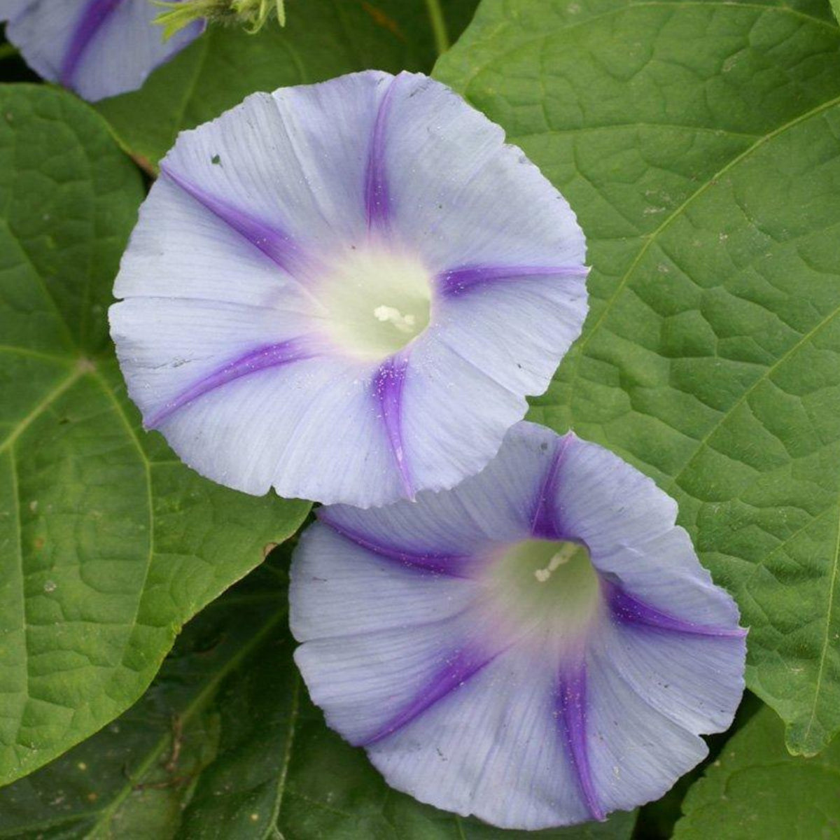 Blue Caprice Morning Glory Seeds - Climbing Vine, 30+ seeds