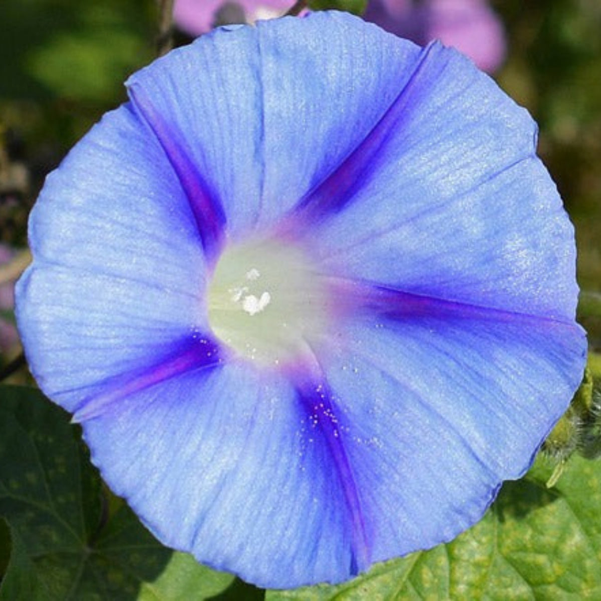 Blue Caprice Morning Glory Seeds - Climbing Vine, 30+ seeds