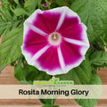 30+ Rare Seeds| Rosita Morning Glory Seeds- Ipomoea Climbing Vine Fast Growing Annual Flower with Colorful Blooms for Garden Trellis Fence, Attracts Hummingbirds And Butterflies #F008