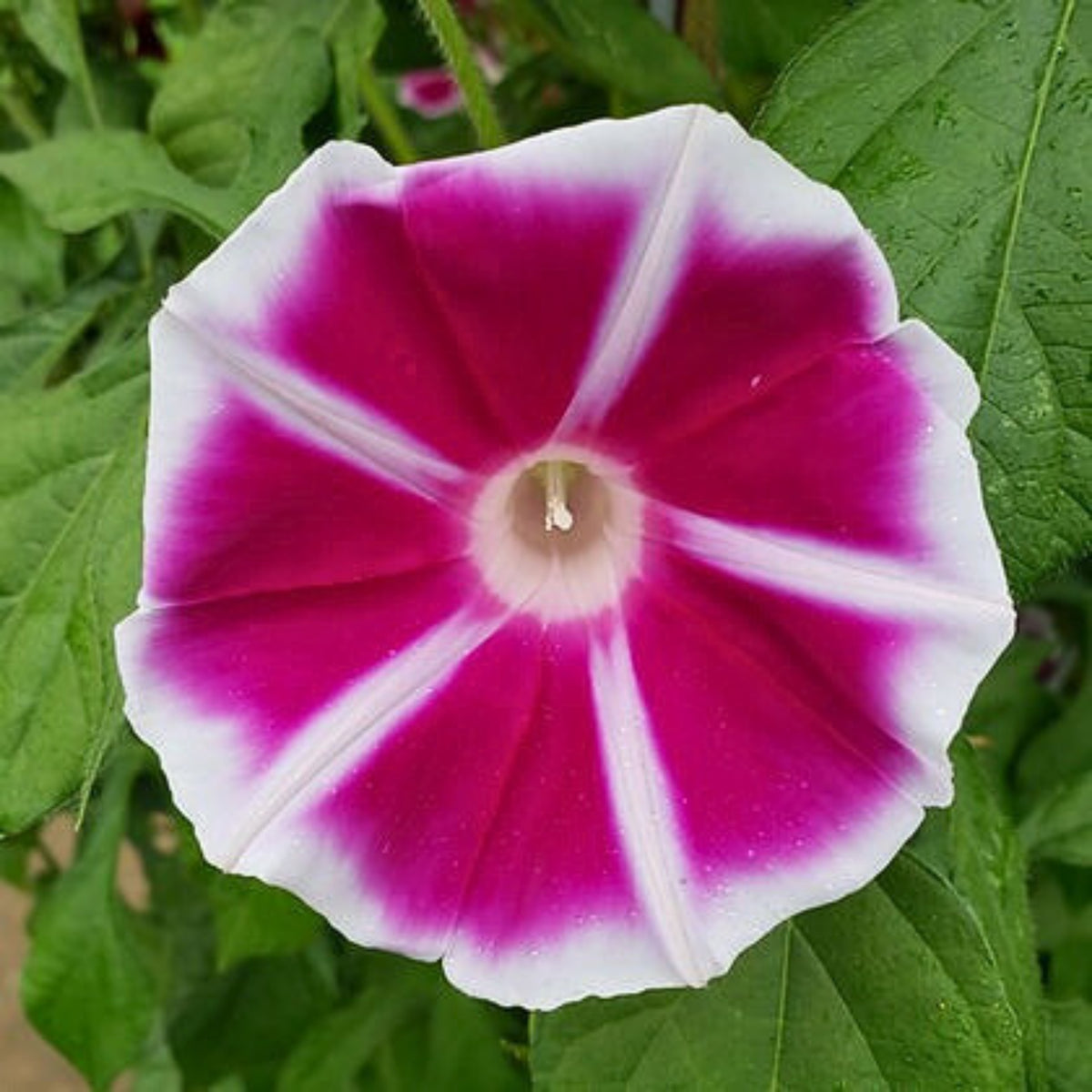 30+ Rare Seeds - Rosita Morning Glory Seeds