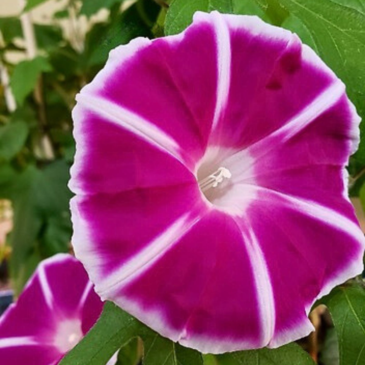 30+ Rare Seeds - Rosita Morning Glory Seeds