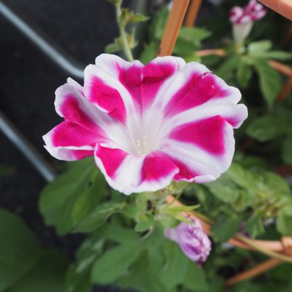 30+ Rare Seeds - Rosita Morning Glory Seeds