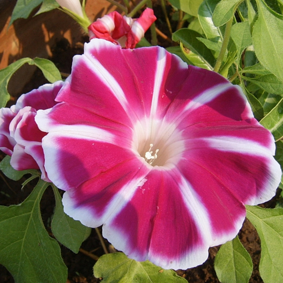 30+ Rare Seeds - Rosita Morning Glory Seeds