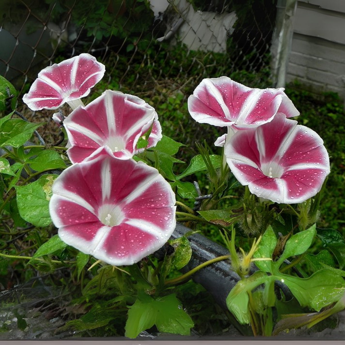 30+ Rare Seeds - Rosita Morning Glory Seeds