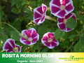 30+ Rare Seeds| Rosita Morning Glory Seeds- Ipomoea Climbing Vine Fast Growing Annual Flower with Colorful Blooms for Garden Trellis Fence, Attracts Hummingbirds And Butterflies #F008