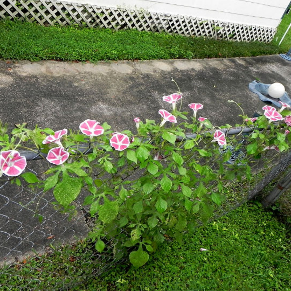 30+ Rare Seeds - Rosita Morning Glory Seeds