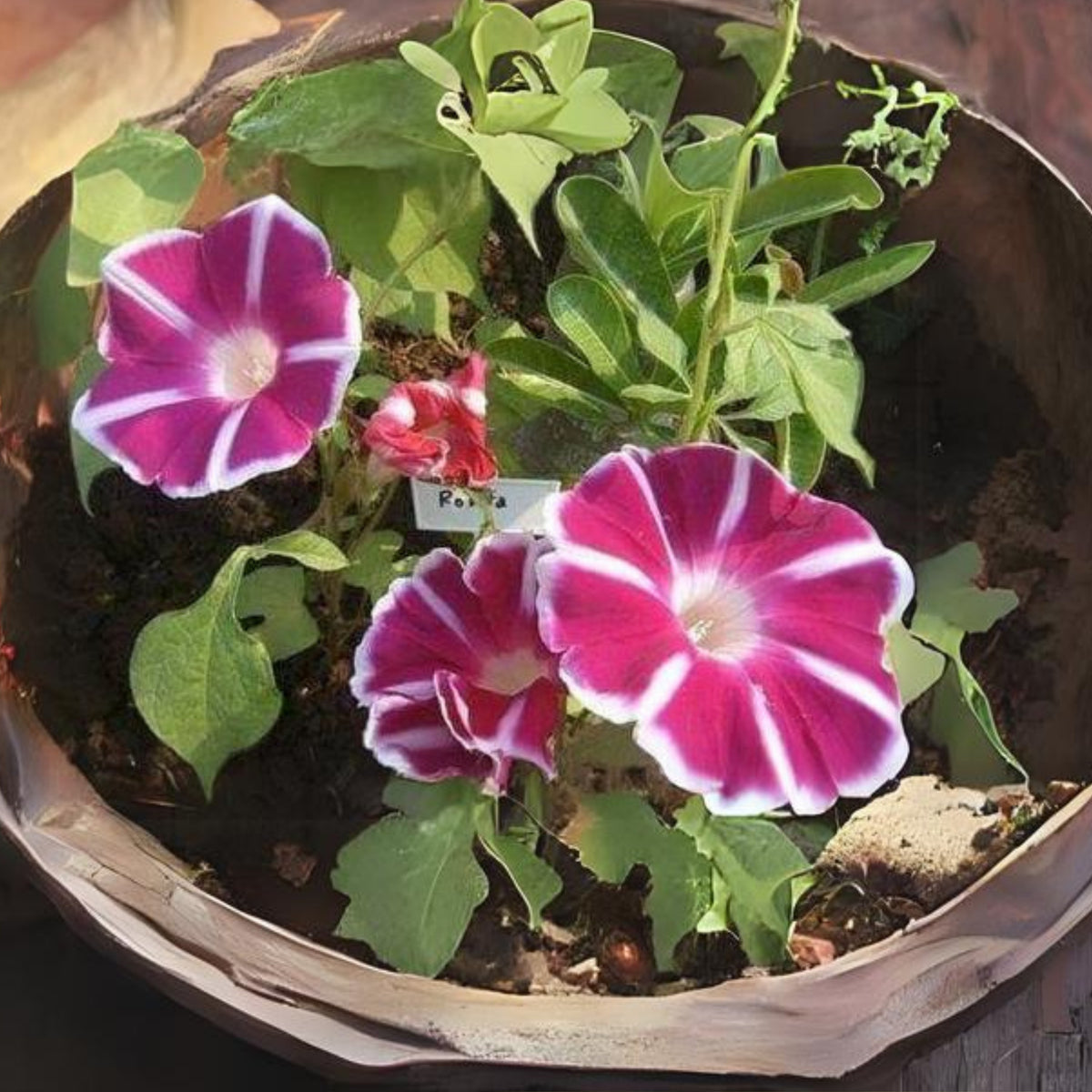 30+ Rare Seeds - Rosita Morning Glory Seeds