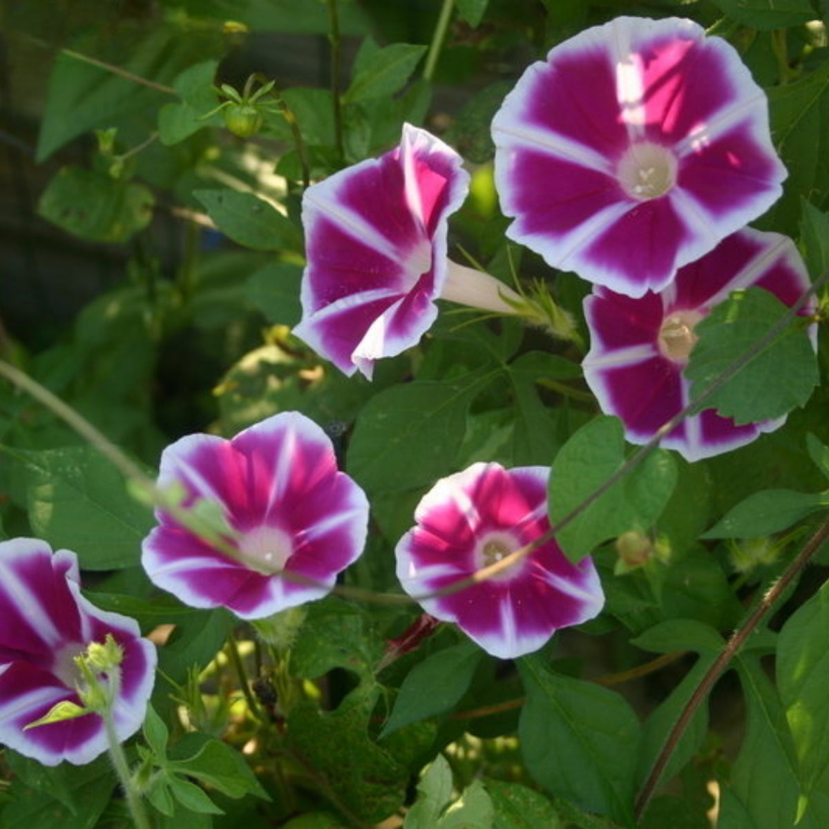 30+ Rare Seeds - Rosita Morning Glory Seeds