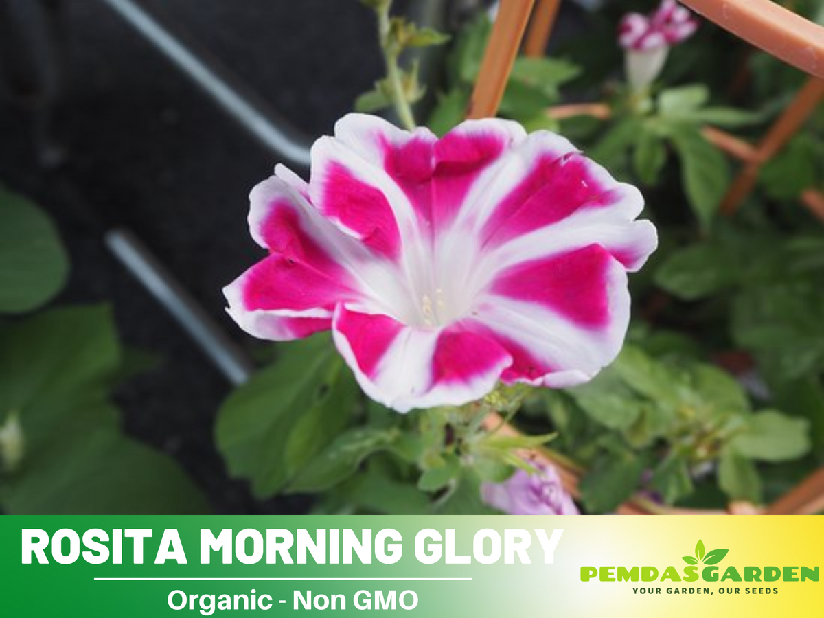 30+ Rare Seeds| Rosita Morning Glory Seeds #F008