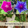 30+ Rare Seeds - Kikyo zaki Morning Glory Seeds- Ipomoea Climbing Vine Fast Growing Annual Flower with Colorful Blooms for Garden Trellis Fence, Attracts Hummingbirds And Butterflies #F009
