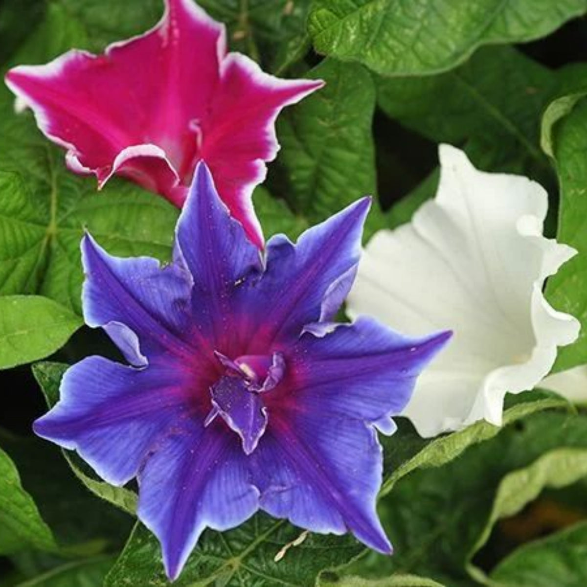 30+ Rare Seeds - Kikyo Zaki Morning Glory Seeds