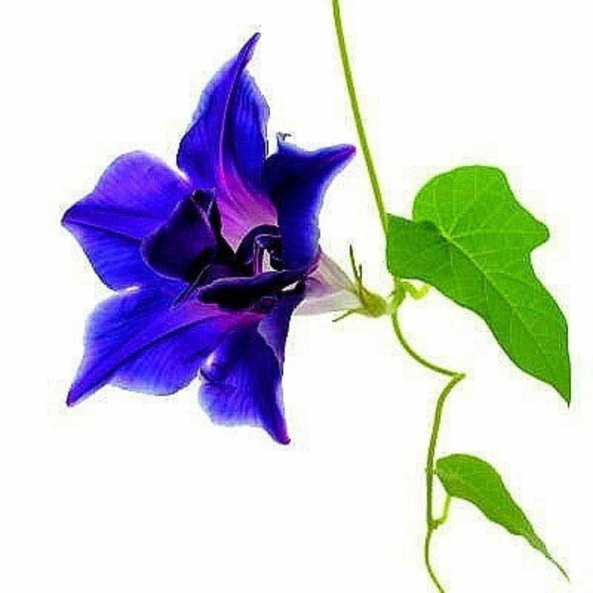 30+ Rare Seeds - Kikyo Zaki Morning Glory Seeds