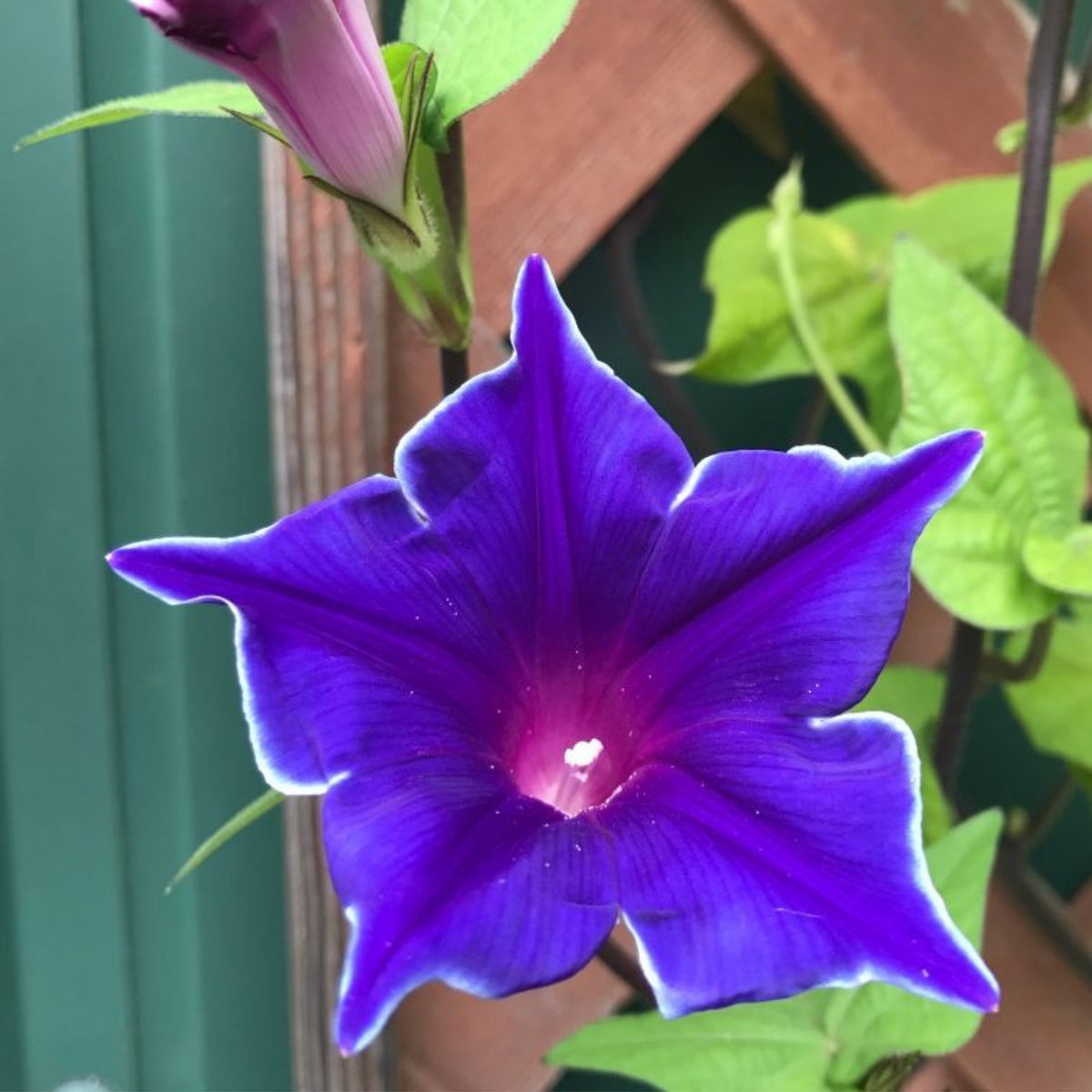30+ Rare Seeds - Kikyo Zaki Morning Glory Seeds