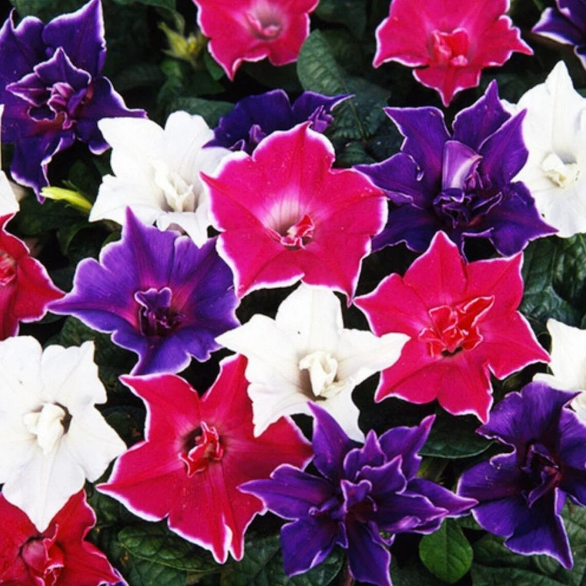30+ Rare Seeds - Kikyo Zaki Morning Glory Seeds