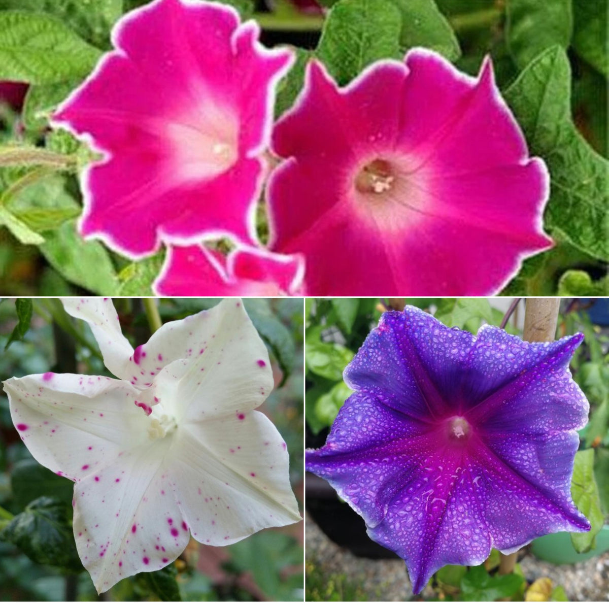 30+ Rare Seeds - Kikyo Zaki Morning Glory Seeds