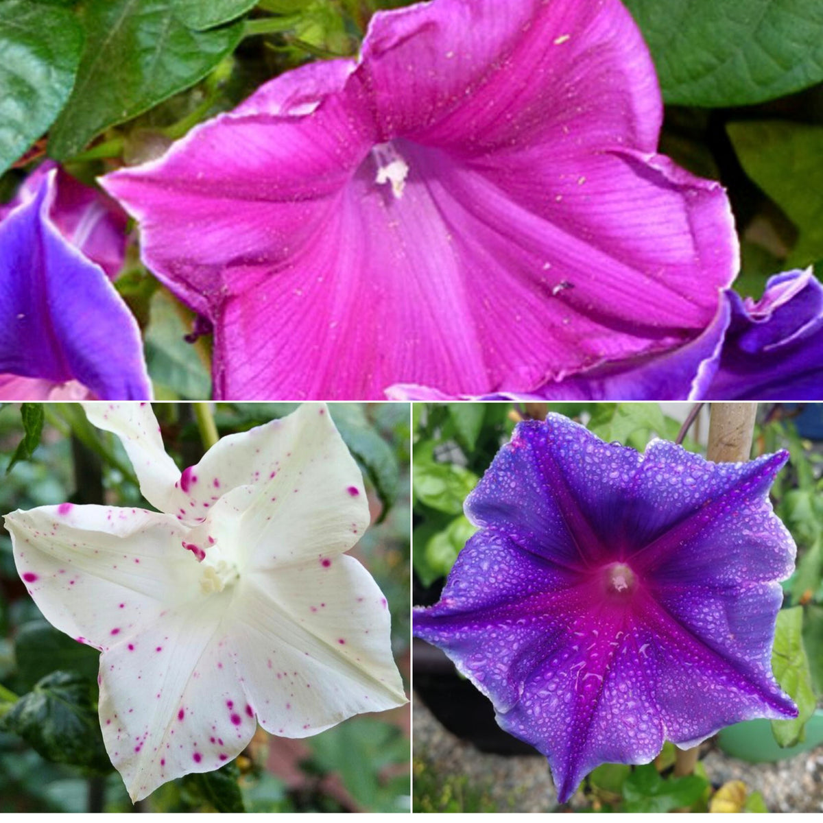 30+ Rare Seeds - Kikyo Zaki Morning Glory Seeds