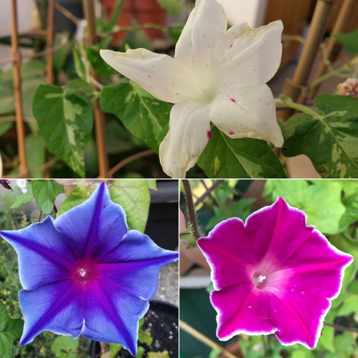30+ Rare Seeds - Kikyo Zaki Morning Glory Seeds