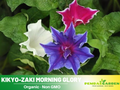 30+ Rare Seeds - Kikyo zaki Morning Glory Seeds #F009