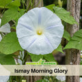30+ Rare Seeds - Ismay Morning Glory Seeds - Ipomoea Climbing Vine Fast Growing Annual Flower with Colorful Blooms for Garden Trellis Fence, Attracts Hummingbirds And Butterflies#F010