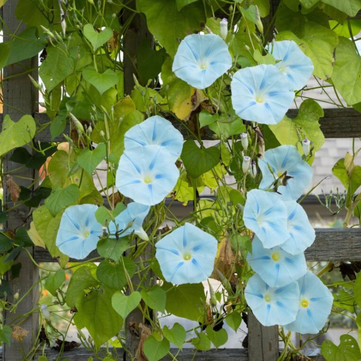 30+ Rare Seeds - Ismay Morning Glory Seeds