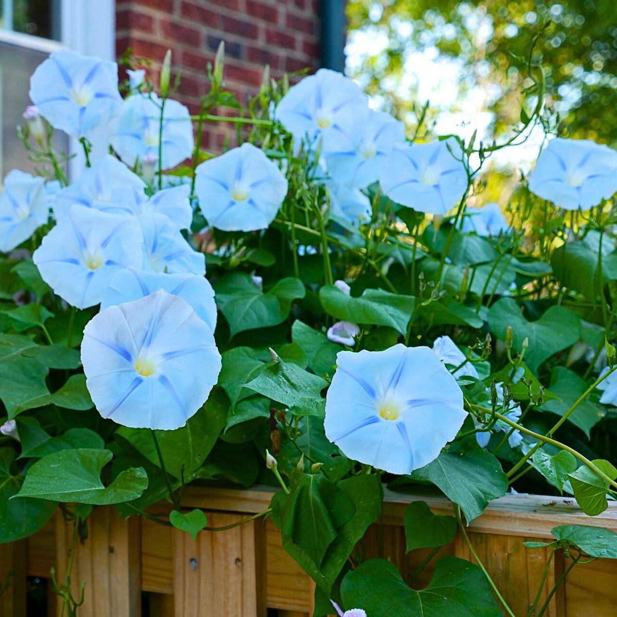 30+ Rare Seeds - Ismay Morning Glory Seeds