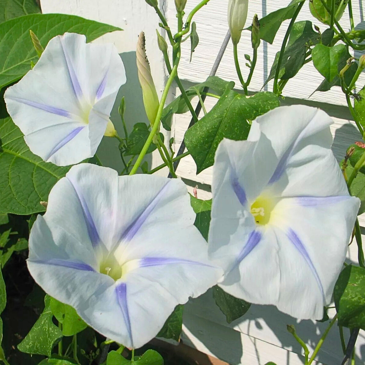30+ Rare Seeds - Ismay Morning Glory Seeds