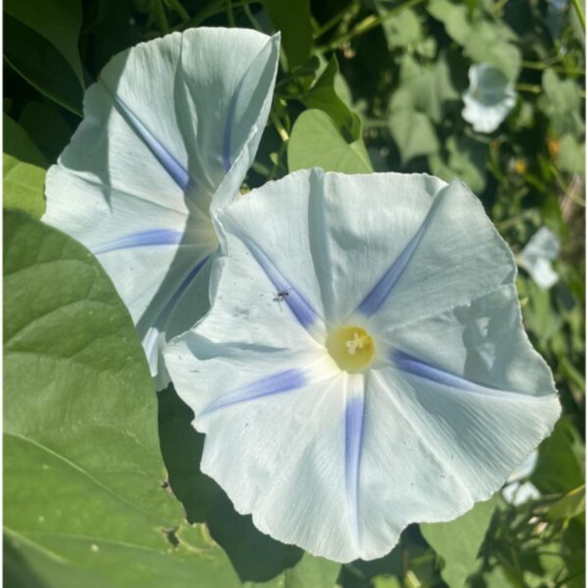 30+ Rare Seeds - Ismay Morning Glory Seeds