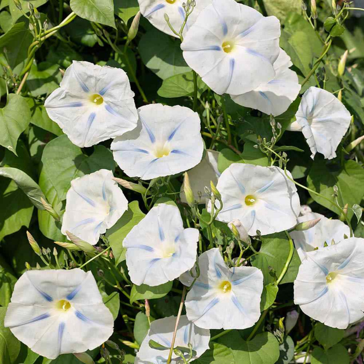 30+ Rare Seeds - Ismay Morning Glory Seeds
