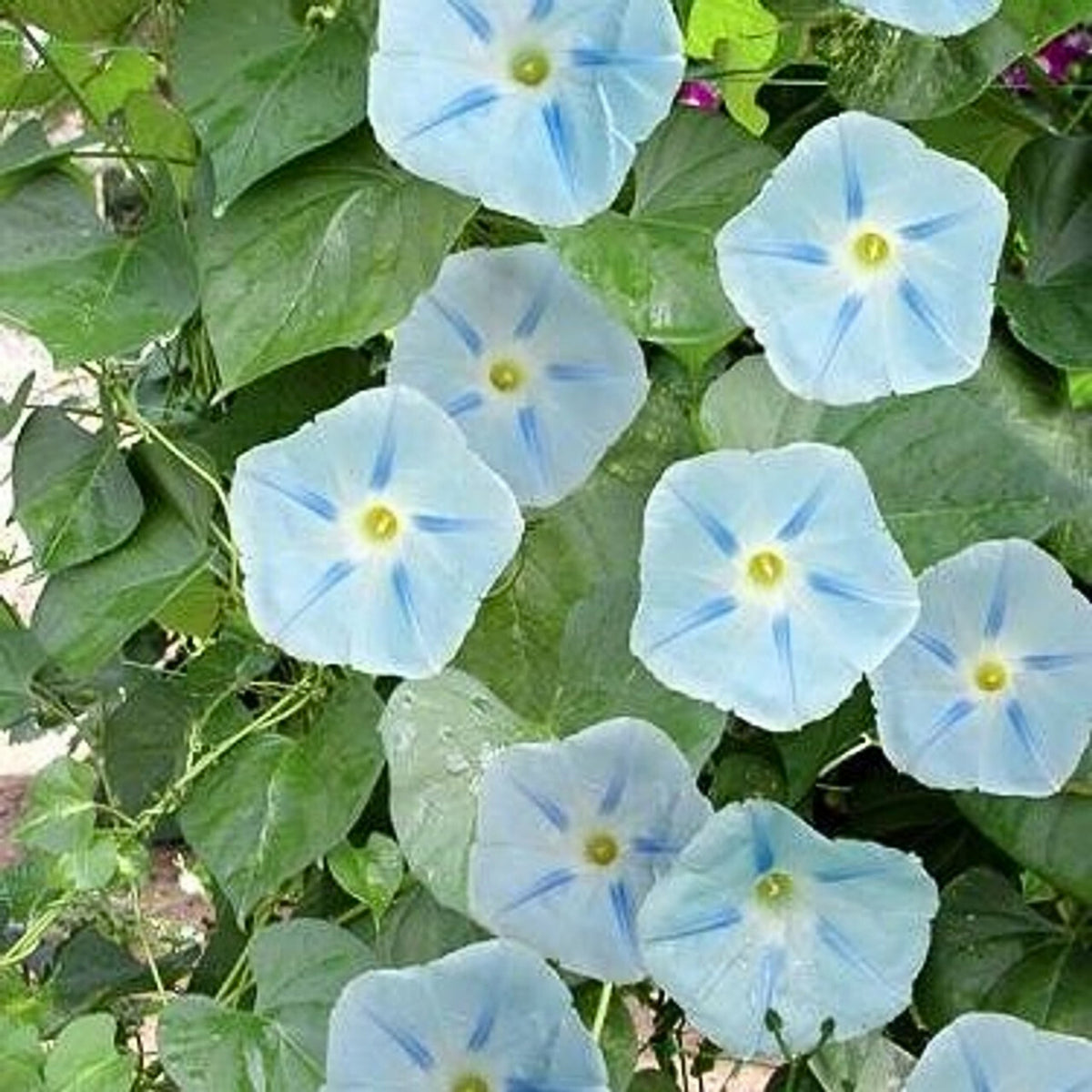30+ Rare Seeds - Ismay Morning Glory Seeds