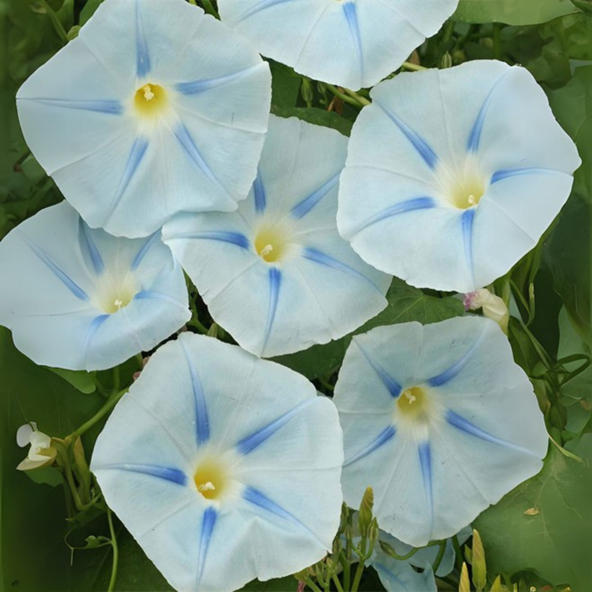 30+ Rare Seeds - Ismay Morning Glory Seeds