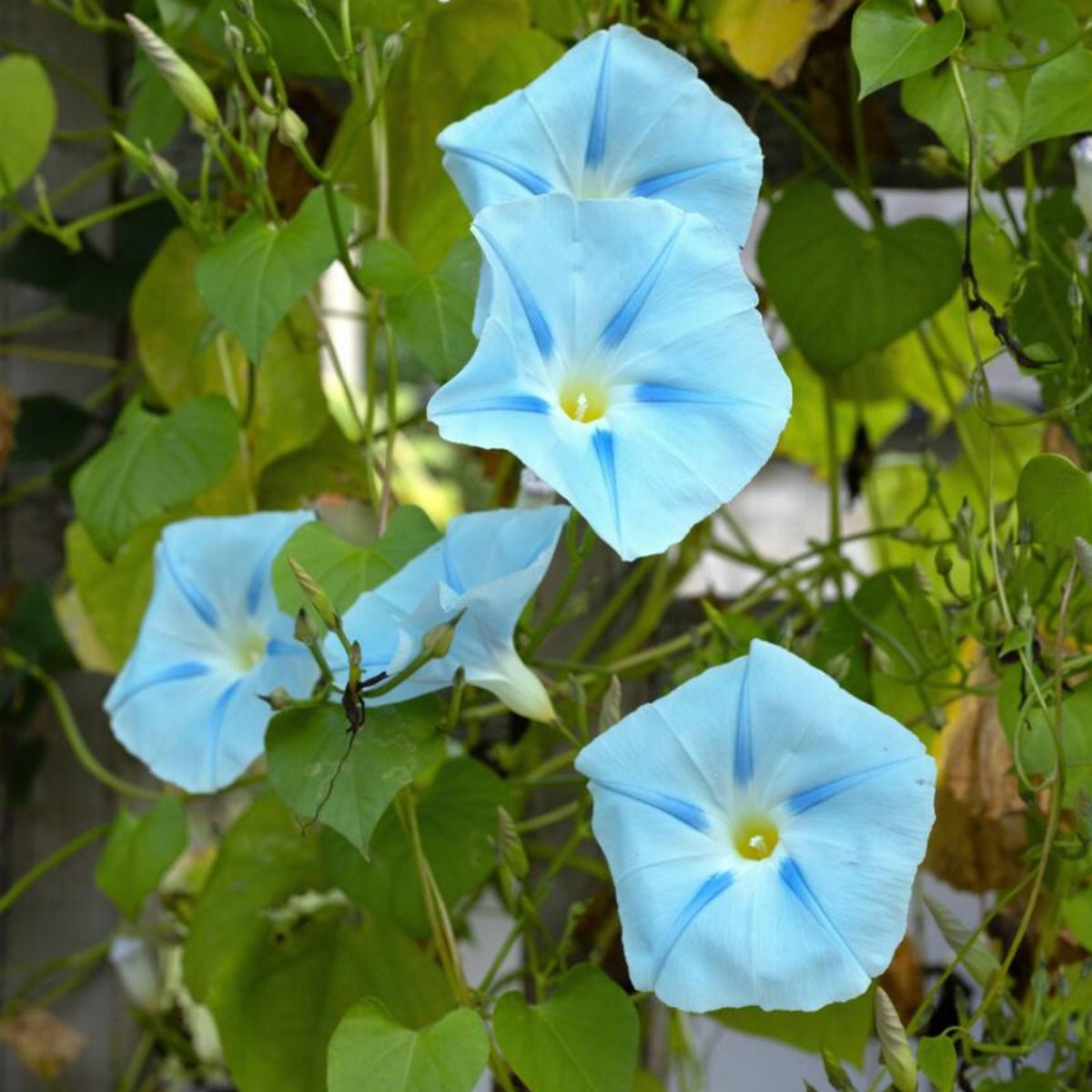 30+ Rare Seeds - Ismay Morning Glory Seeds