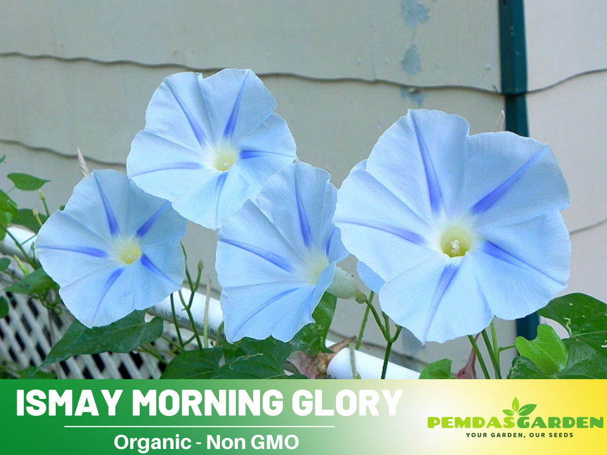 30+ Rare Seeds - Ismay Morning Glory Seeds #F010