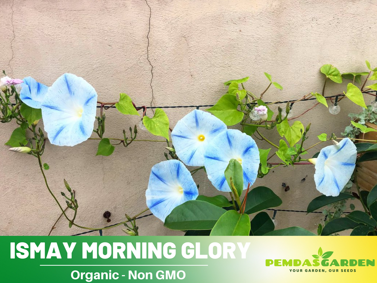 30+ Rare Seeds - Ismay Morning Glory Seeds