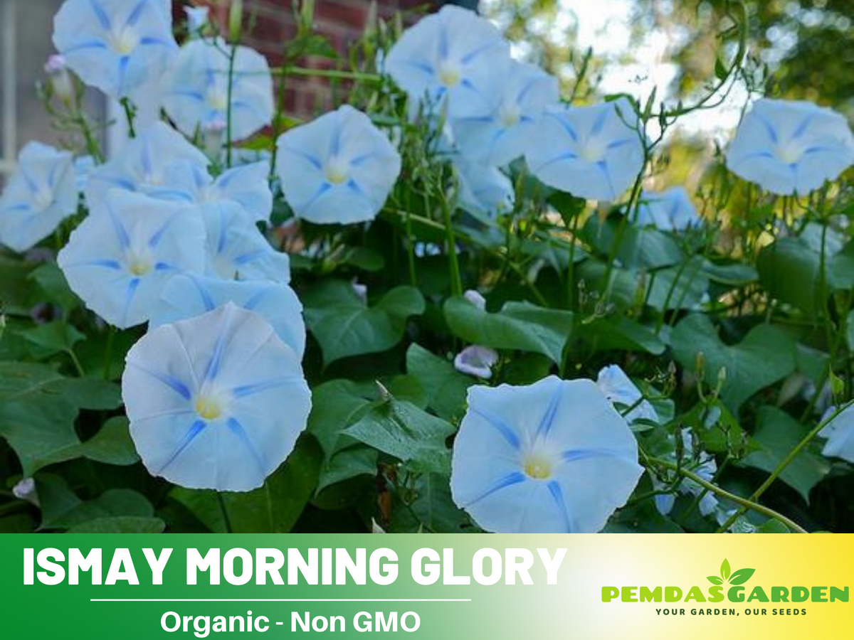 30+ Rare Seeds - Ismay Morning Glory Seeds