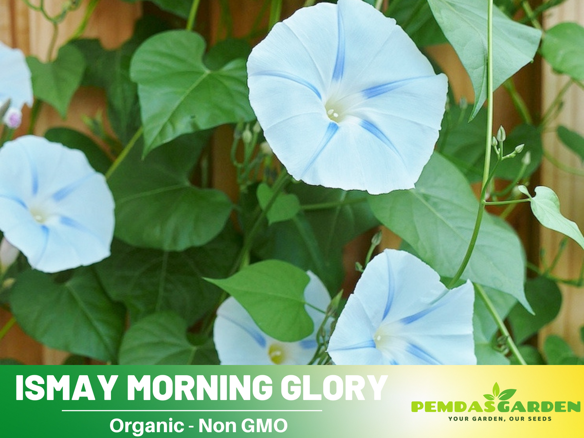 30+ Rare Seeds - Ismay Morning Glory Seeds