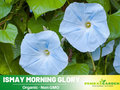 30+ Rare Seeds - Ismay Morning Glory Seeds - Ipomoea Climbing Vine Fast Growing Annual Flower with Colorful Blooms for Garden Trellis Fence, Attracts Hummingbirds And Butterflies#F010