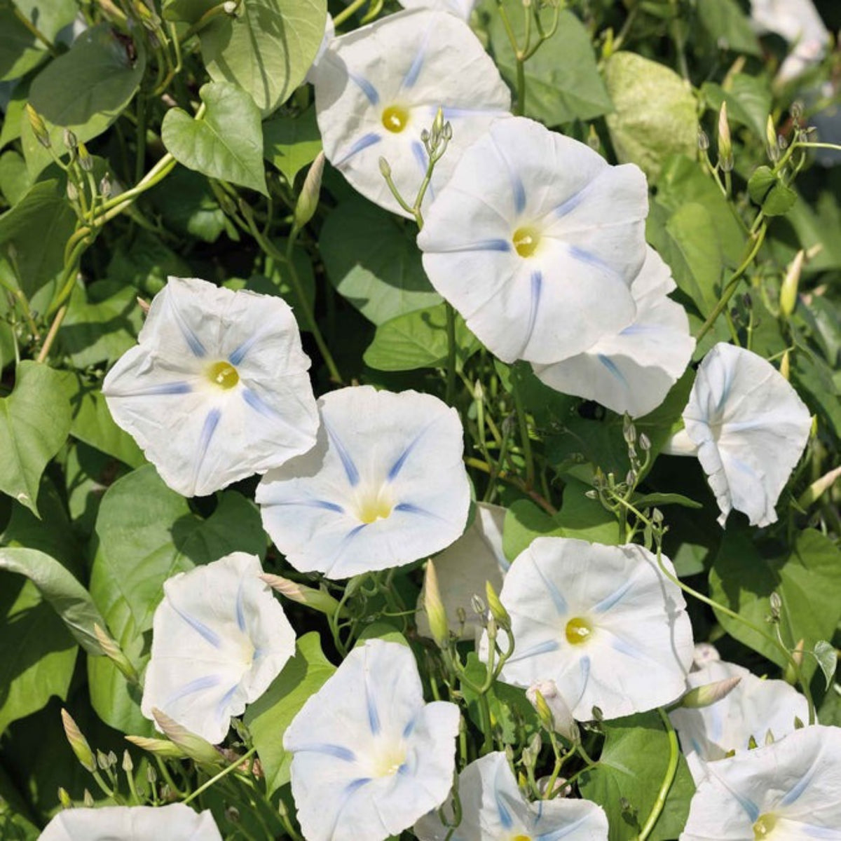 30+ Rare Seeds - Ismay Morning Glory Seeds