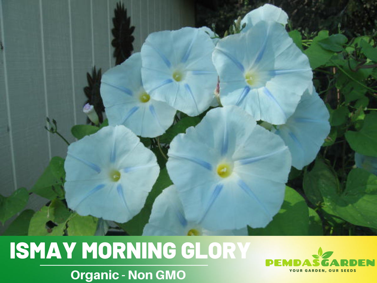 30+ Rare Seeds - Ismay Morning Glory Seeds