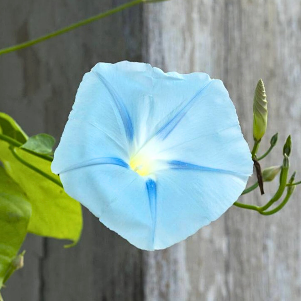 30+ Rare Seeds - Ismay Morning Glory Seeds