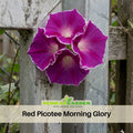 30+ Rare Seeds-Red Picotee Morning Glory Seeds- Ipomoea Climbing Vine Fast Growing Annual Flower with Colorful Blooms for Garden Trellis Fence, Attracts Hummingbirds And Butterflies #F011