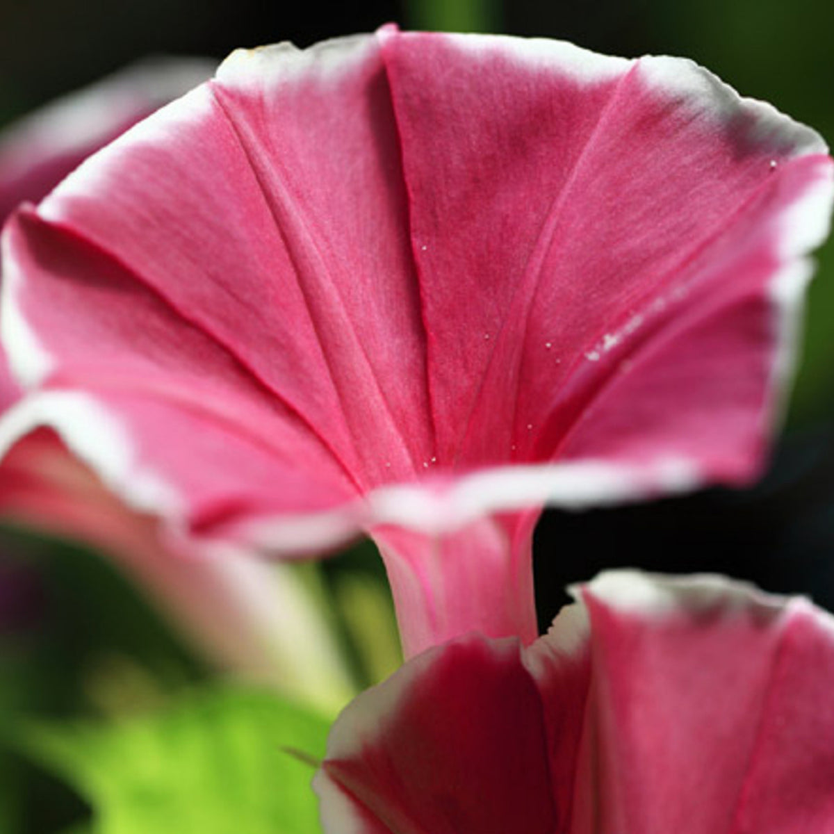 30+ Rare Seeds-Red Picotee Morning Glory Seeds